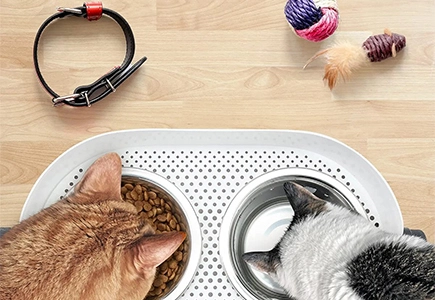 Dolphinyw Pet Products Manufacturer In China
